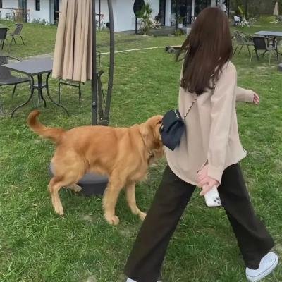 宇宙奇犬